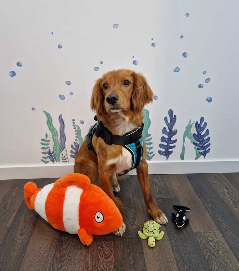 Perro acompañamiento Bubbles Logopedia